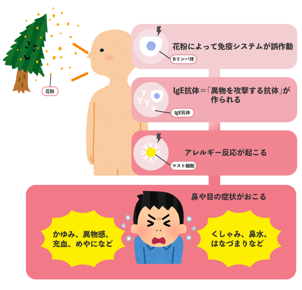 花粉症メカニズム